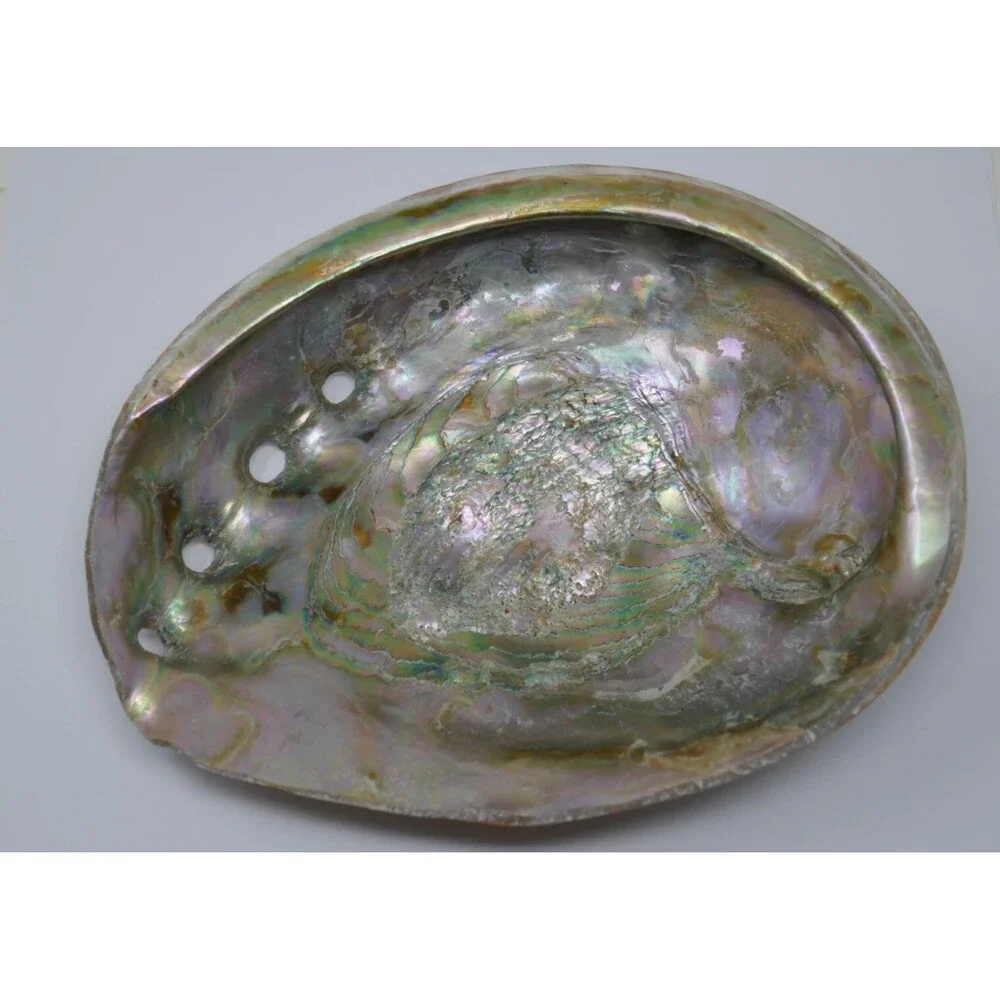 Large Red Abalone Haliotis rufescens Iridescent MOP 8x6 Shell